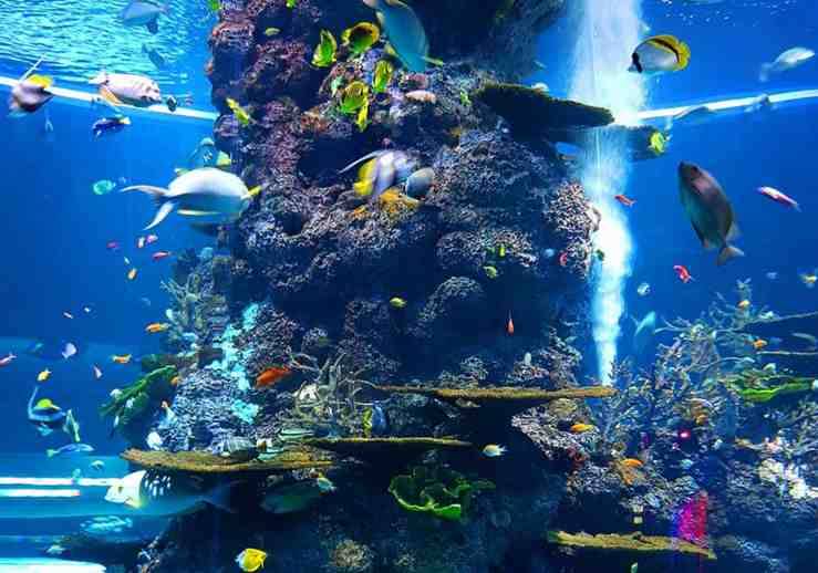 Aquarium La Rochelle en Vendée